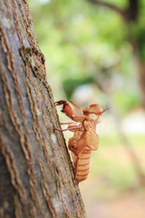 Close up cicada