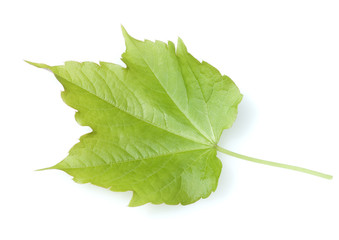 Wilder Wein, Parthenocissus quinquefolia