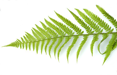 Wurmfarn, Dryopteris filix-mas