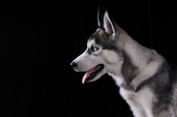 Siberian Husky on a black background