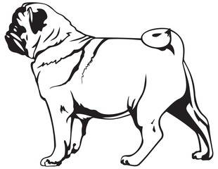 Pug dog breed