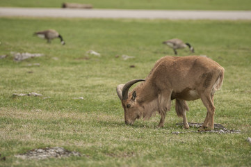 Barbary sheep (Ammotragus lervia)