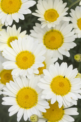 Fototapeta premium Daisy