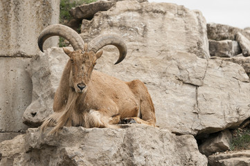 Obraz premium Barbary sheep (Ammotragus lervia)