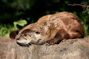 River otter