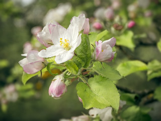 apple blossom