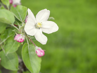 apple blossom