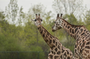 Giraffe (Giraffa camelopardalis)