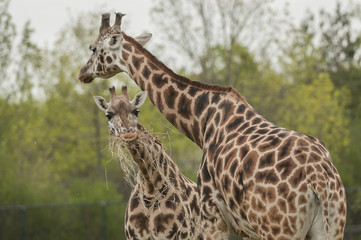 Giraffe (Giraffa camelopardalis)