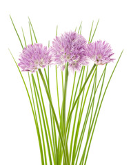 Fototapeta premium Chives flowers