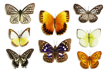 Fototapeta na wymiar Schmetterling Sammlung
