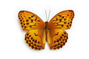 Fototapeta na wymiar Schmetterling, Leopard Nymphalid