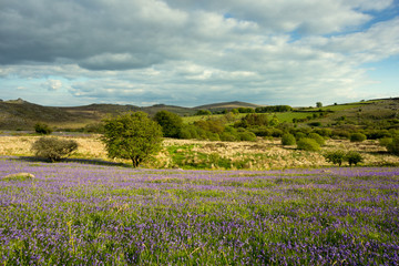 Fototapeta na wymiar Bluebells Holwell Lawn, Dartmoor, Devon, Wielka Brytania