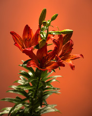 Orange lily