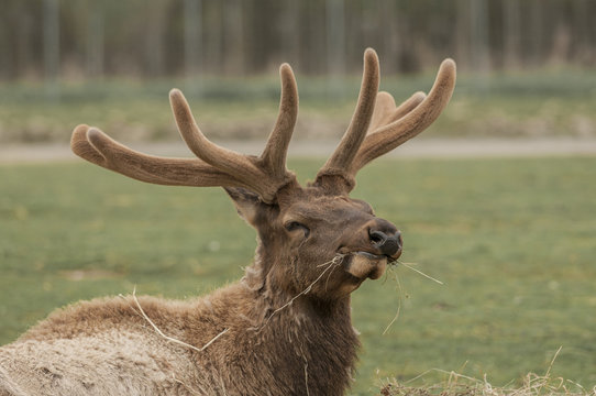 North American Elk