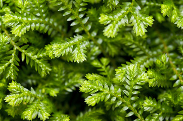 Selaginella kraussiana ( Trailing Selaginella )