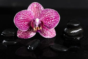 Beautiful red orchid flower with zen stones