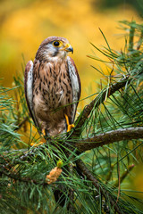 kestrel