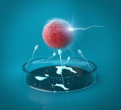 Fecundaci&oacute;n &oacute;vulo y espermatozoides
