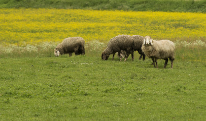 Obraz premium sheeps in a green field
