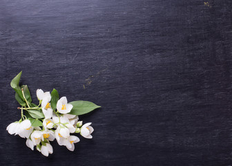 Empty blackboard with jasmine. Place for your text.
