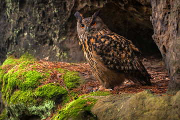owl