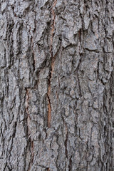 Tree bark