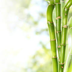 Bamboo