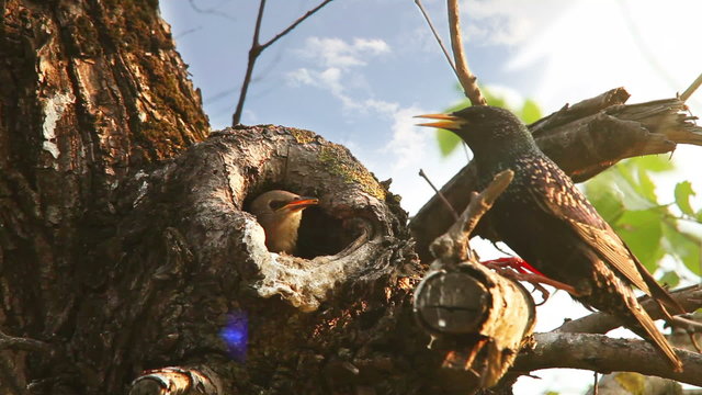 Parents family care concept: starling birds feed time