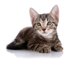 Obraz premium Striped Small kitten lies on a white background.