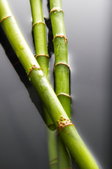 Bamboo dipped in water