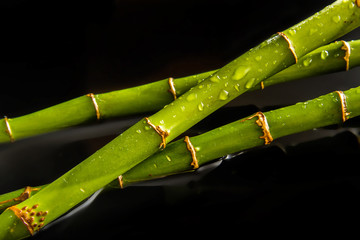 Bamboo drops background