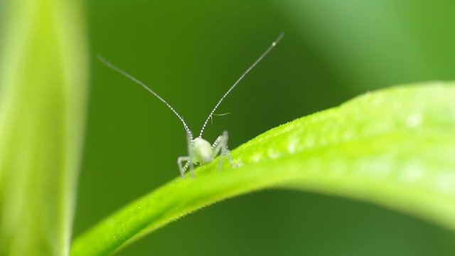 Punktierte Zartschrecke auf Blatt