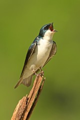 Tree Swallow on a stump