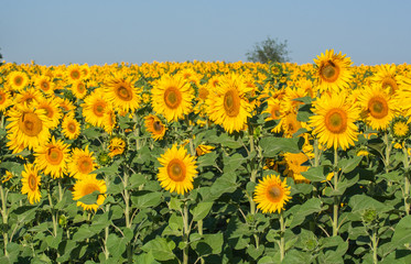 summer sunflower field over cloudy blue sky