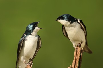 Pair of Tree Swallows on a stump