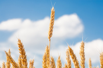 gold ears of wheat under sky. soft focus on field