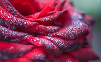 close up beautiful rose with water drops