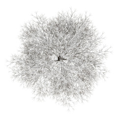 top view of winter hornbeam tree isolated on white background