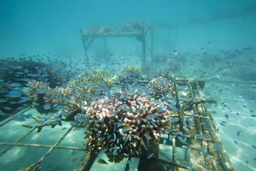 Fototapete Rund Coral regeneration © Zstock