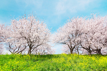 Fototapeta premium 日本の春の風景