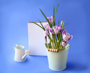 Spring crocus and empty notebook on a  blue background