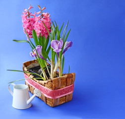 Spring flowers  in basket  and white watering can