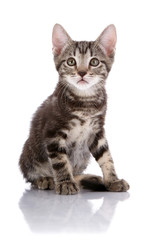 Striped Small kitten sits on a white background.