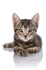 Fototapeta premium Striped kitten lies on a white background.