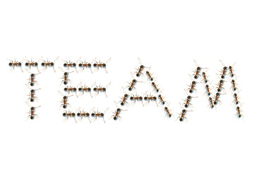 Team of ants