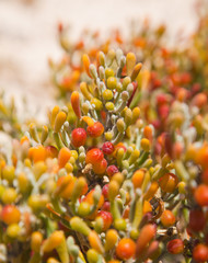 Zygophyllum fontanesii