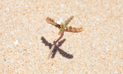 Cakile maritima