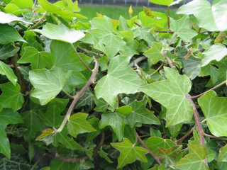 Ivy Background