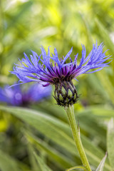 Pretty Montana coneflower.